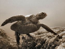 I call this "GQ Honu" by Glenn Poulain 